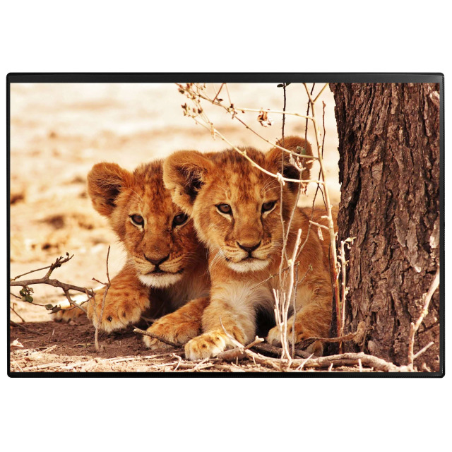Sous-main Poster (Lion) 50 x 34 cm