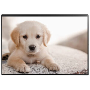 Schreibunterlage Poster (Hund) 50 x 34 cm