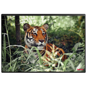 Schreibunterlage Poster (Tiger) 50 x 34 cm