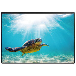 Schreibunterlage Poster (Schildkröte) 50 x 34 cm